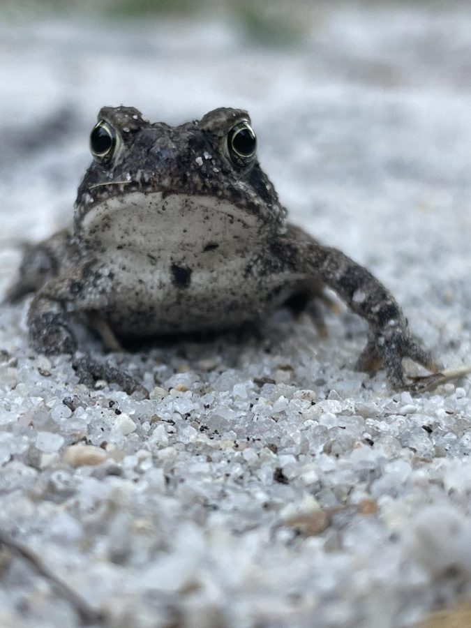 Toad, Photo by Sam Verdi