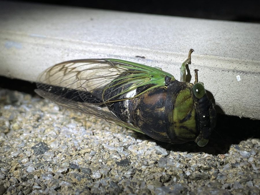 Northern Dusk Singing Cicada, Photo by Sam Verdi