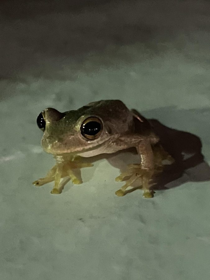 Cuban Tree Frog, photo by Sam Verdi