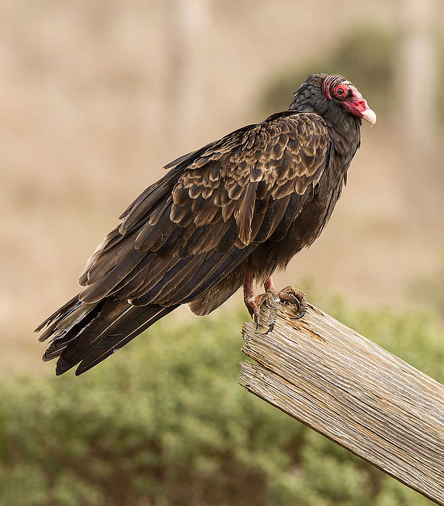 Turkey+Vulture%2C+by+Frank+Schulenburg%2C+Wikimedia+Commons%3A+%5B%5BFile%3ACathartes+aura+at+Tomales+Bay.jpg%7CCathartes_aura_at_Tomales_Bay%5D%5D---https%3A%2F%2Fcreativecommons.org%2Flicenses%2Fby-sa%2F4.0