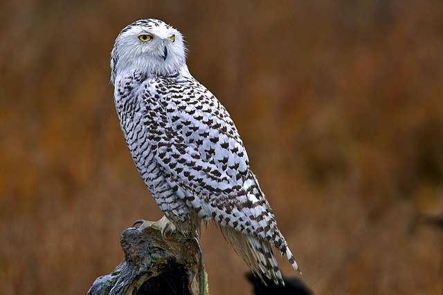 The Illusive Snowy Owls of New Jersey