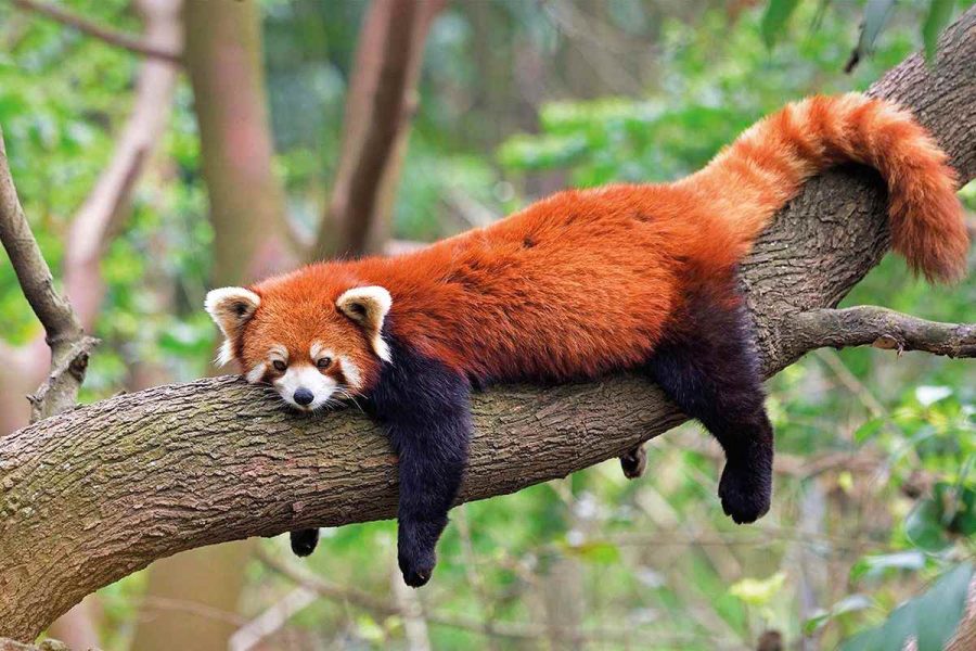 Get to Know the Adorable Red Panda! – The Talon