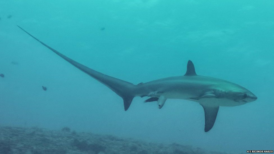 Thresher Shark, by: https://ichef.bbci.co.uk/news/976/mcs/media/images/80162000/jpg/_80162497_thresher_birth.jpg