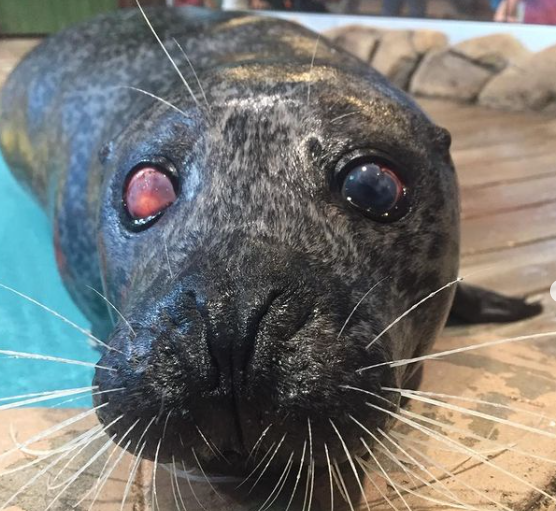 Luseal the seal at Jenkinsons Aquarium